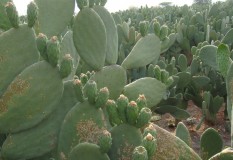 Yeturu Farms Deccan Cactus Fruit