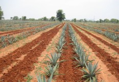 Yeturu Farms Deccan Agave
